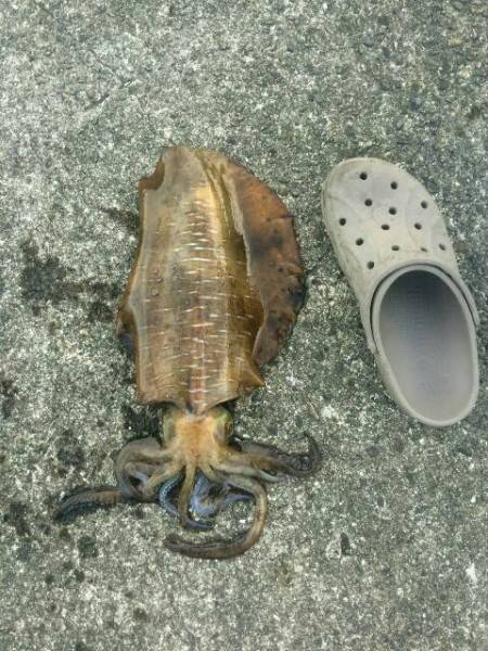 春イカももう終わりかな！と、思いきや