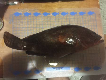 初めてのアコウ