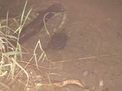 深夜　淀川キビレ