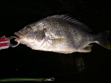 キビレ調査　ＮＯ，４