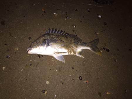 キビレ調査　ＮＯ，５