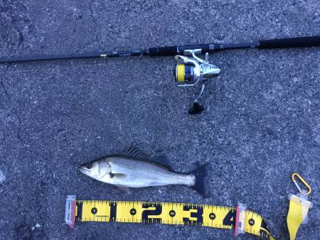 シーバス（チーバス）