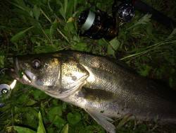 リバーシーバス