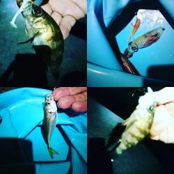 アジングでイカ！？