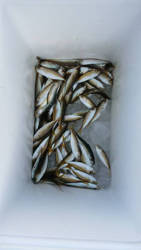 サビキで豆アジ