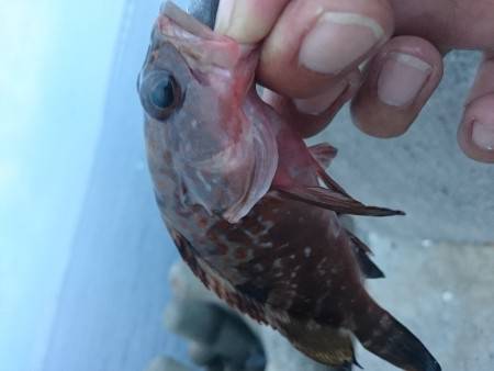 連日のアコウもサイズが…