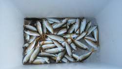 サビキで豆アジ