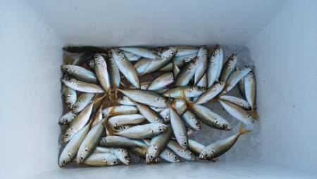 サビキで豆アジ