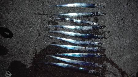 タチウオワインド