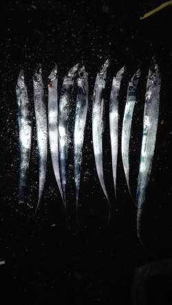 タチウオゲッター