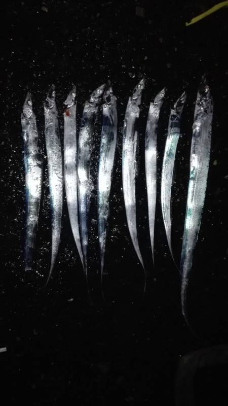 タチウオゲッター