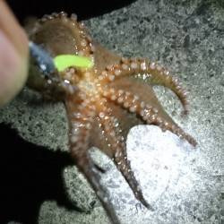 アコウのちタコ