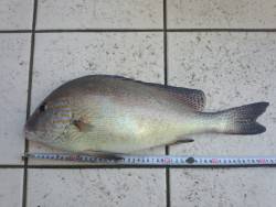 鰯の放り込みで