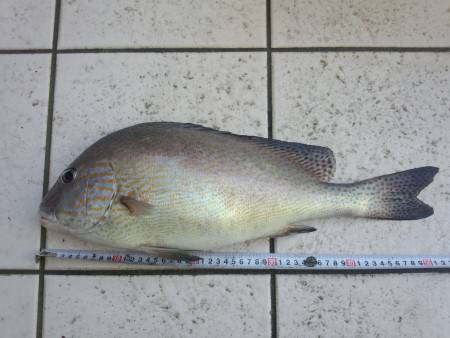 鰯の放り込みで