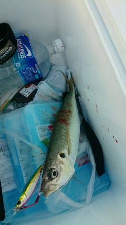 良型アジ、ゲット