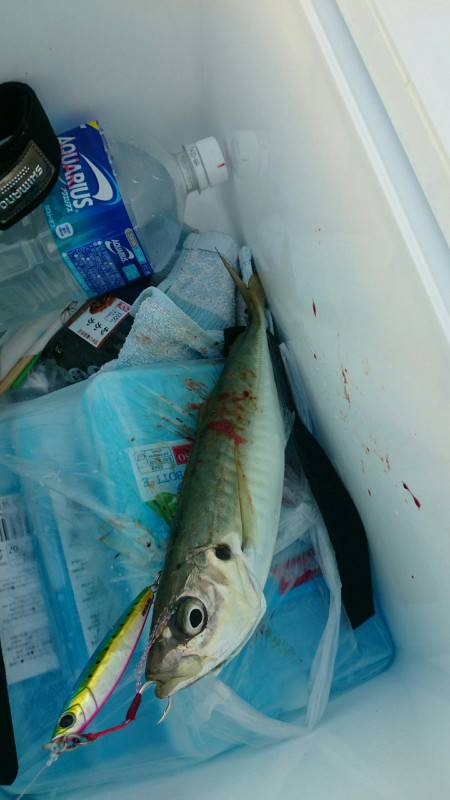 良型アジ、ゲット