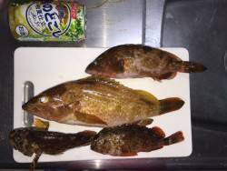 ハードロックフィッシュ？