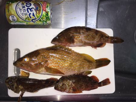 ハードロックフィッシュ？