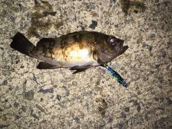 本命は釣れず・・・