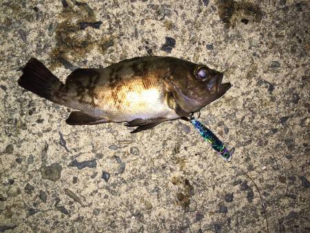 本命は釣れず・・・