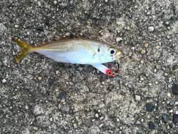 今日も期待外れ・・・