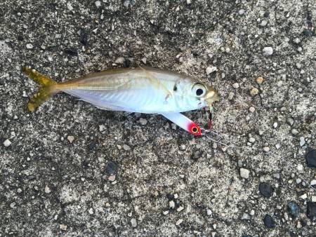 今日も期待外れ・・・