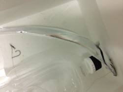 あれ？一匹？？