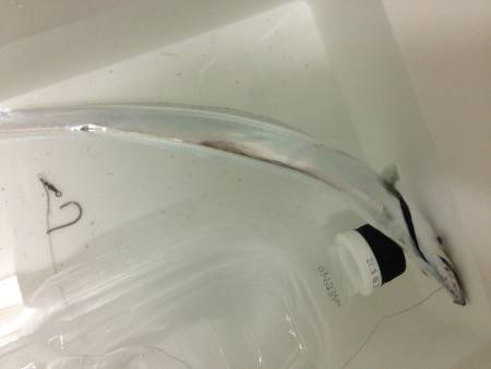 あれ？一匹？？