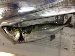 ちょっと雰囲気が違ったが釣れたので結果オーライ