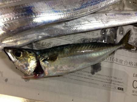 ちょっと雰囲気が違ったが釣れたので結果オーライ