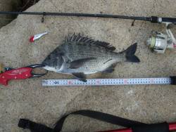 ｼｰﾊﾞｽ修行