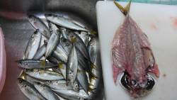 キス釣りのはずがアジ爆釣！