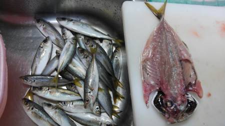 キス釣りのはずがアジ爆釣！