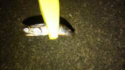 豆アジング好調です♪