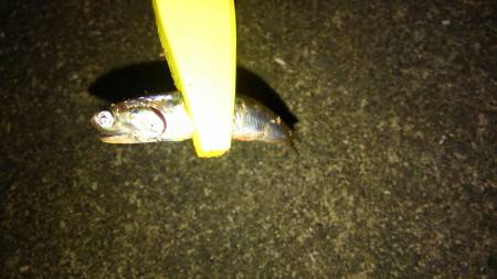 豆アジング好調です♪