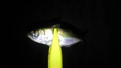 豆アジングです〜