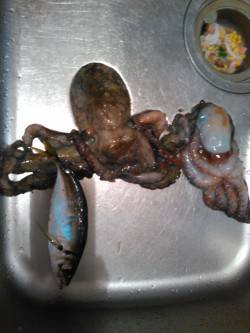 アジング、オクトパッシング