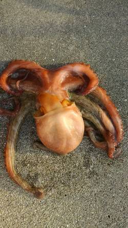 ちょっと大きくなりました