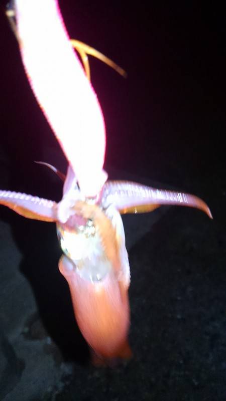 ケンサキイカ調査