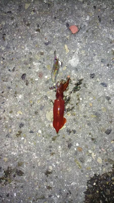 まさかのアオリイカ