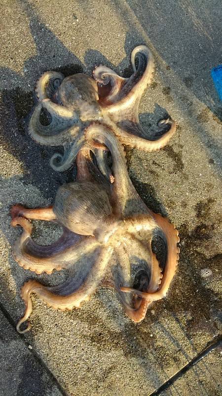 夏休み最後の釣行