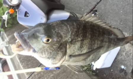 やっとビックなチヌに会う