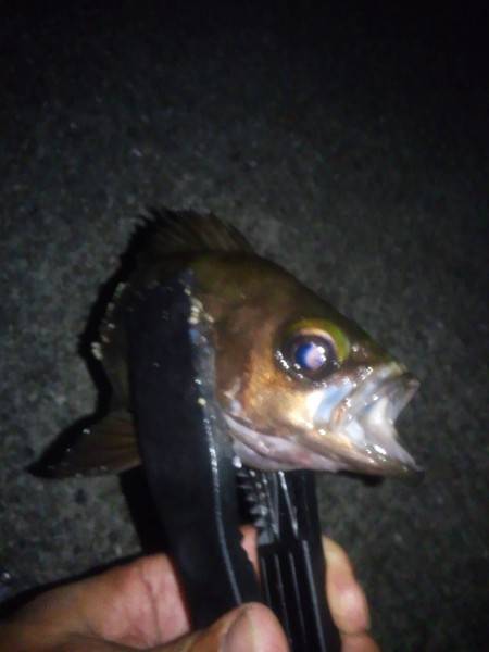 メバリング（餌）