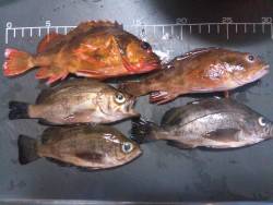 探り釣りでガシラメバル