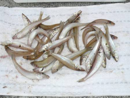 津名バス停波止でキス狙い