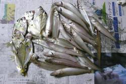 津居山漁港でキス狙い