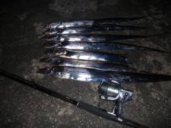 タチウオの逆襲？