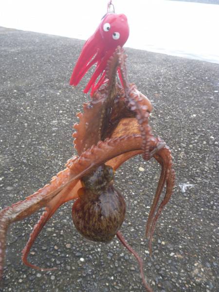 終日タコ釣行