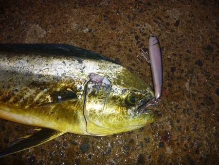 まさかのマグロヒット！！