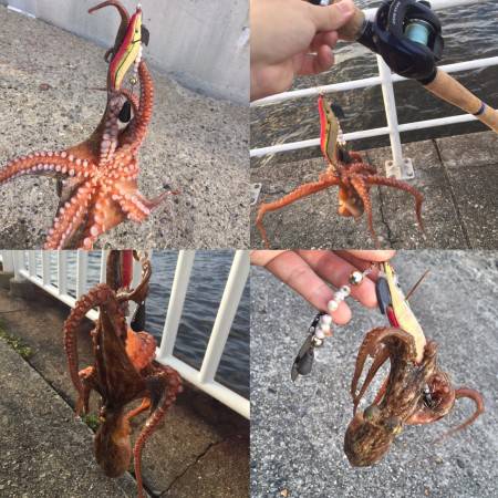 タコダウンショット！